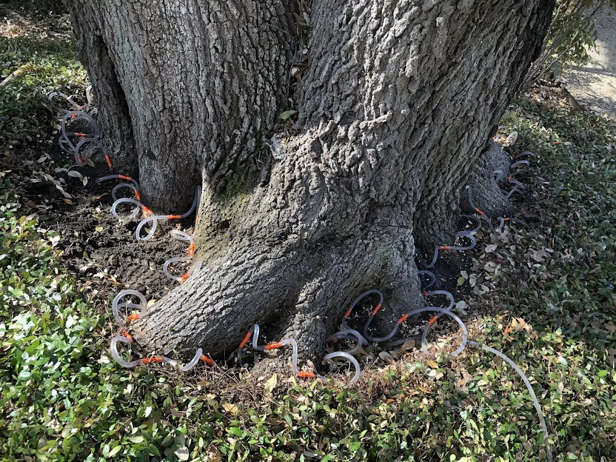 Detailed Tree Cabling and Bracing job site in Ridgway