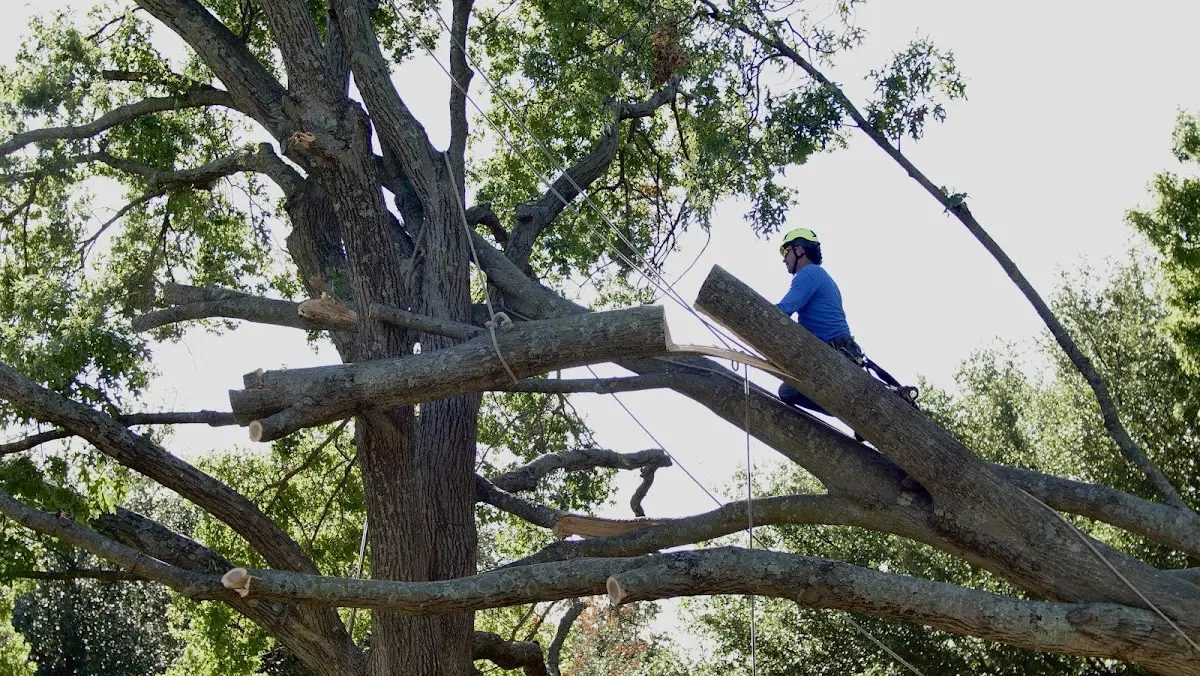 Professional Crown Thinning performed by certified arborists in Ridgway